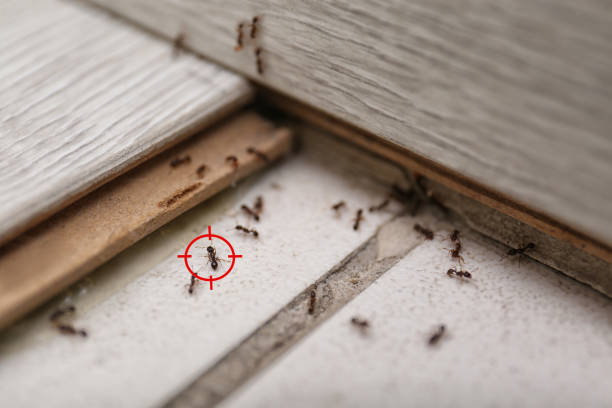 Insect Control in Homer, AK